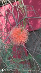 Melaleuca fulgens
