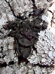 Collema subflaccidum