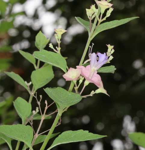 Mauve Chinese-hats (Karomia speciosa)