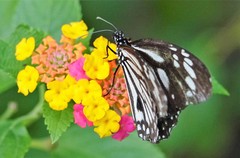 Danaus melanippus edmondii