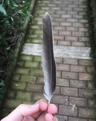 Streptopelia decaocto