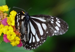 Danaus melanippus edmondii