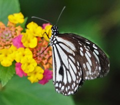 Danaus melanippus edmondii