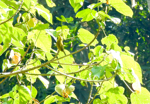 iNaturalist image