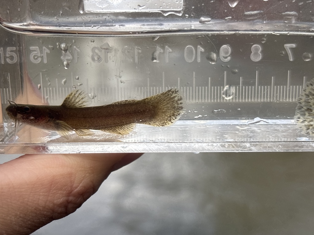 Speckled madtom (Noturus leptacanthus) — Ictaluridae