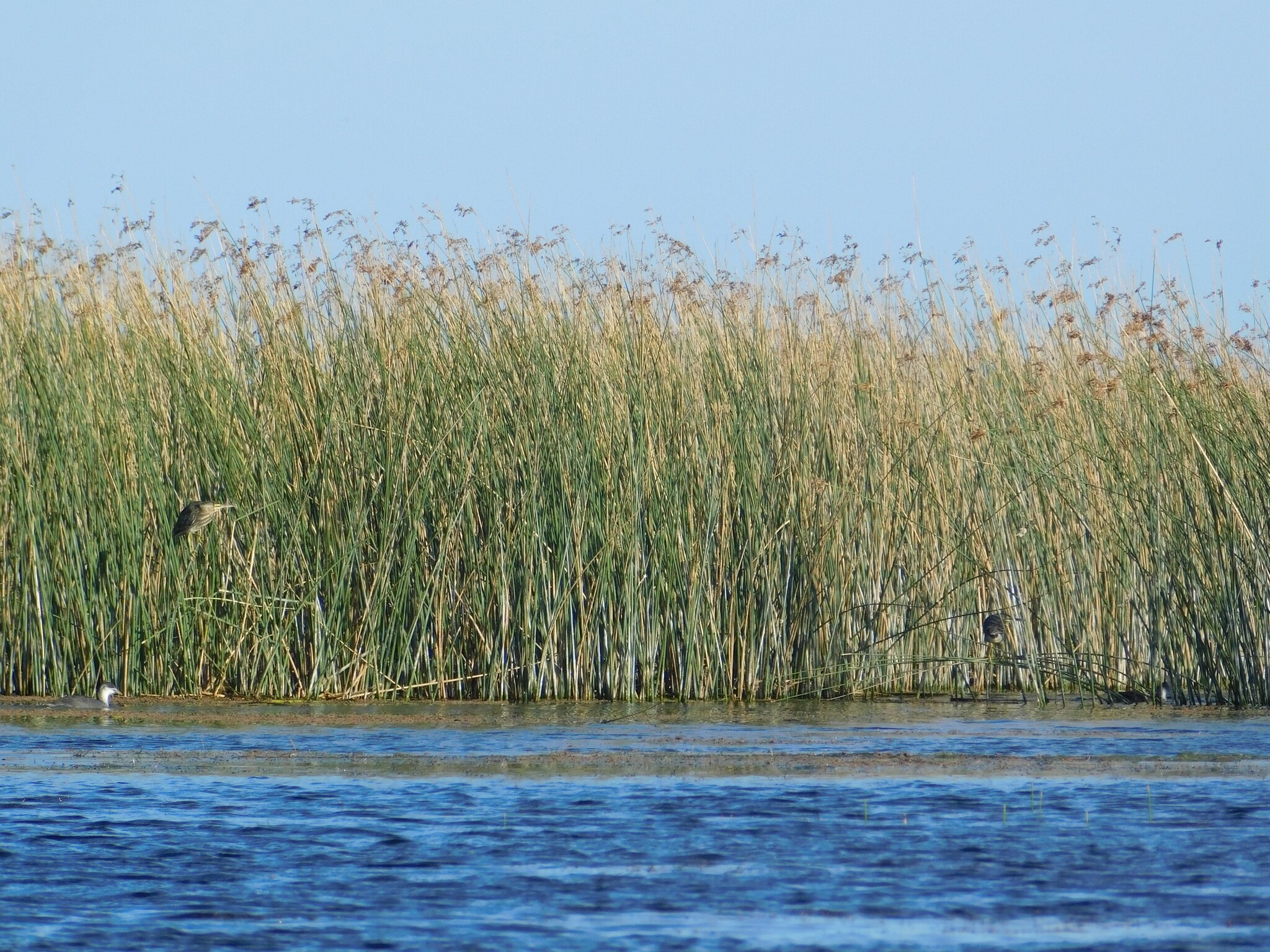 Striated Heron (Butorides striata), photo 6