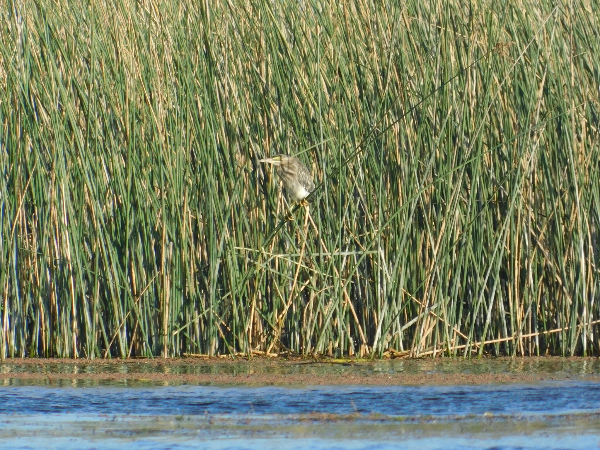 Striated Heron (Butorides striata), photo 4