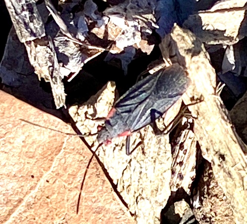 iNaturalist observation photo of Red-shouldered Bug