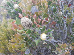 Isopogon