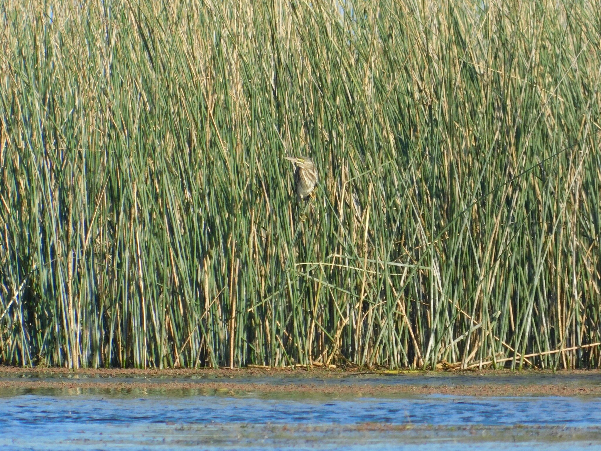 Striated Heron (Butorides striata), photo 5