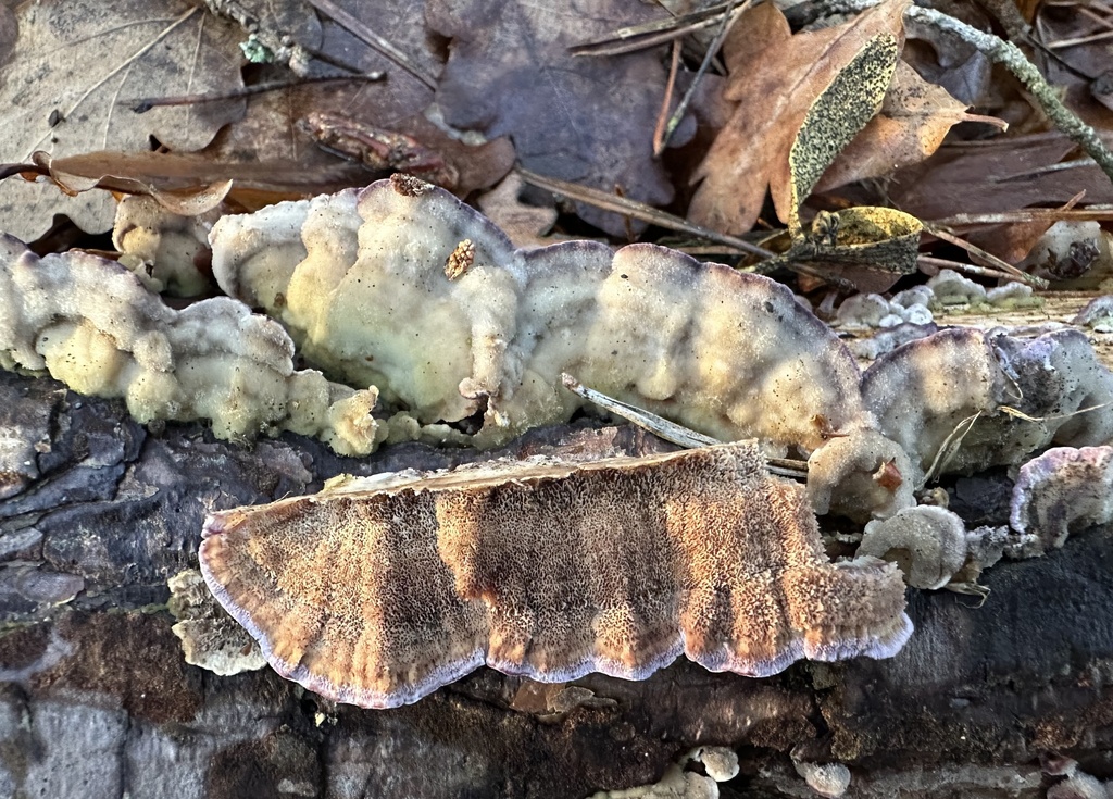 Trichaptum abietinum · January 2026 · photo: © katrin_simon (iNaturalist, cc-by)