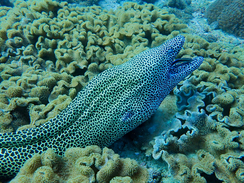 Honeycomb moray (Gymnothorax favagineus) — Muraenidae — 3