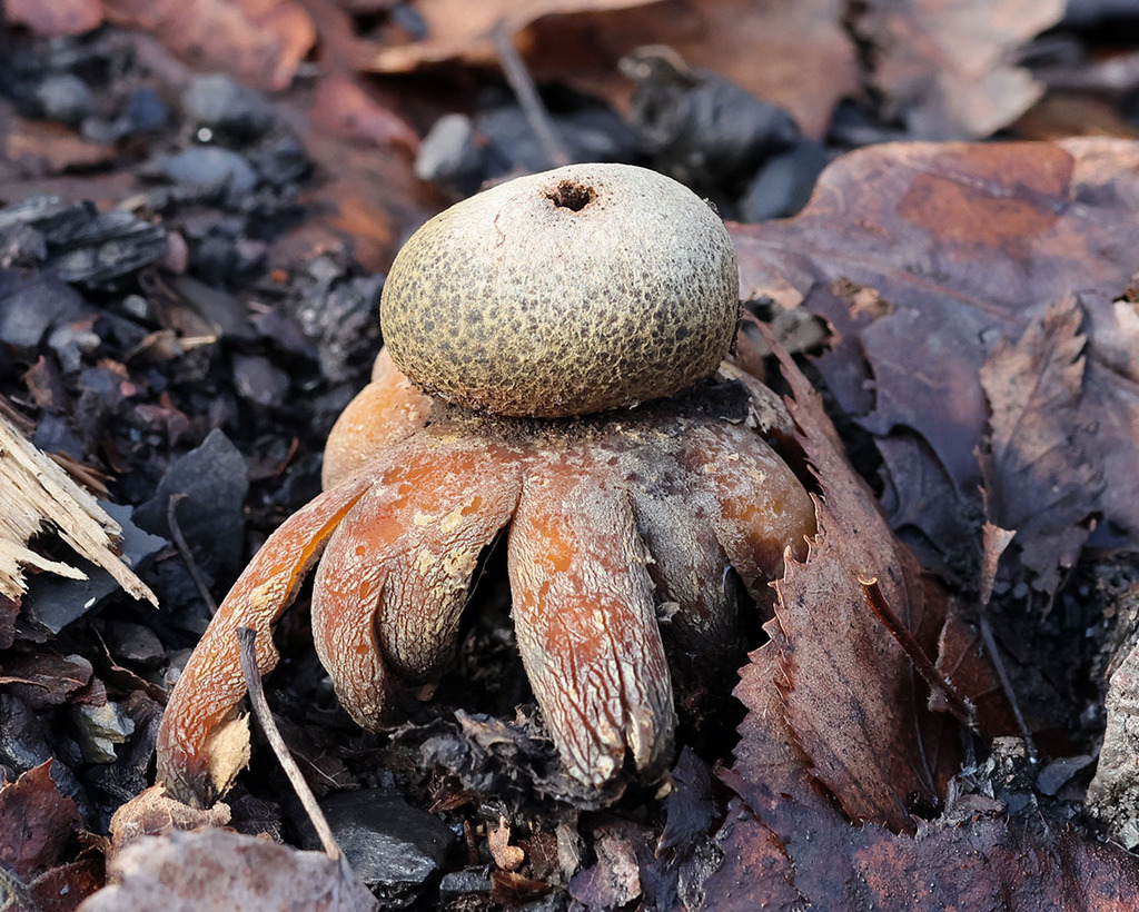 Astraeus hygrometricus · January 2026 · photo: © mycobel (iNaturalist, cc-by)