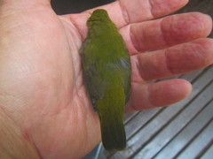 Mandingoa nitidula nitidula