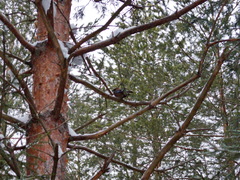 Garrulus glandarius