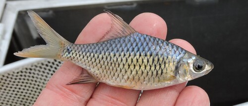 Harmand's barb (Cosmochilus harmandi) — Cyprinidae — 2