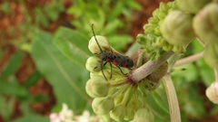 Tetraopes discoideus