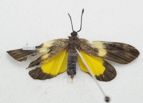 Eterusia guanxiana