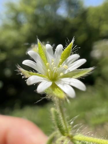 Gray chickweed (Cerastium brachypetalum)
