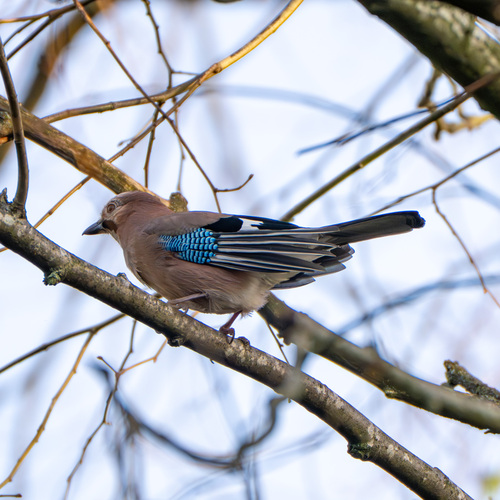Arrendajo euroasiático (Garrulus glandarius)