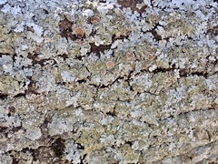 Parmelina carporrhizans