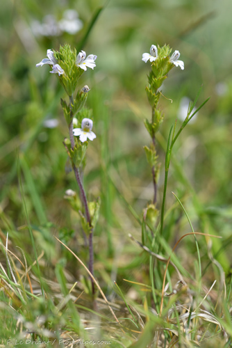 Euphrasia pectinata iNat (1)