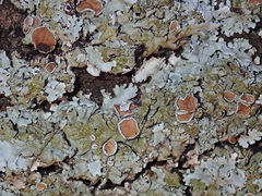 Parmelina carporrhizans