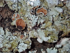 Parmelina carporrhizans