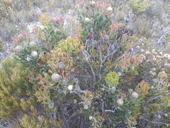 Isopogon