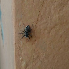 Menemerus semilimbatus