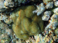 Leptoria phrygia