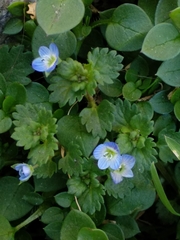 Veronica persica