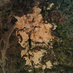 Agaricomycetes