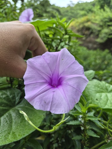 Ipomoea eriocalyx, photograph 1