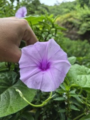 Ipomoea eriocalyx, photograph Gabriel Cardoso Fialho, CC0, iNaturalist via GBIF