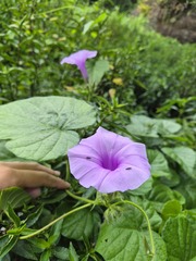 Ipomoea eriocalyx, photograph Gabriel Cardoso Fialho, CC0, iNaturalist via GBIF