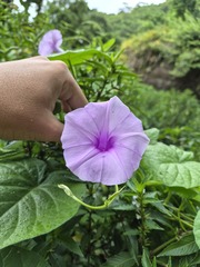 Ipomoea eriocalyx, photograph Gabriel Cardoso Fialho, CC0, iNaturalist via GBIF