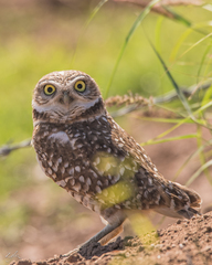 Athene cunicularia