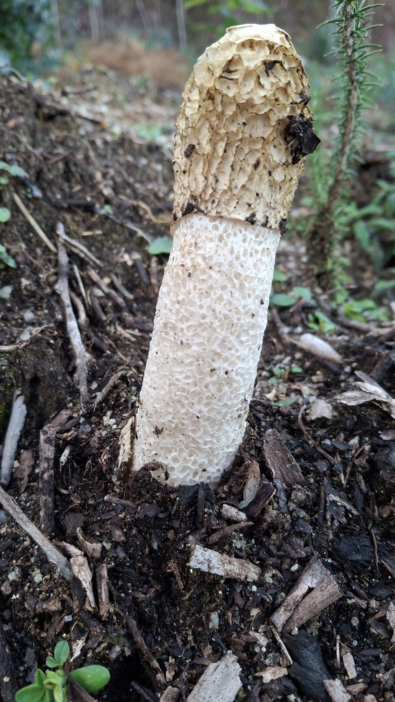 Phallus impudicus · January 2026 · photo: © cminda (iNaturalist, cc-by)