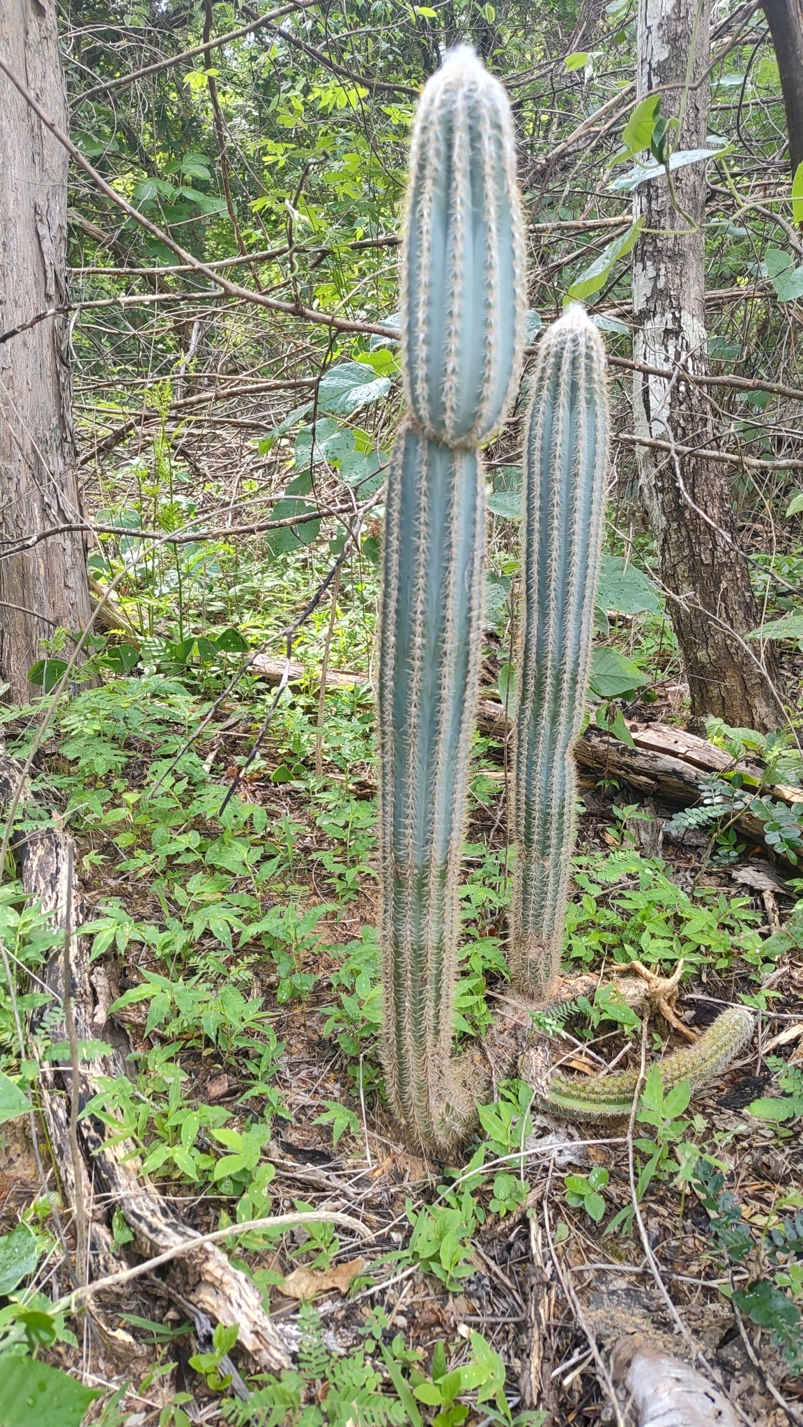 Pilosocereus pachycladus