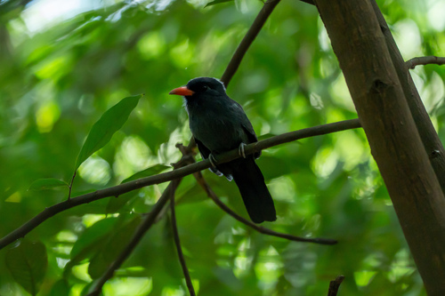 Black-fronted Nunbird (Monasa nigrifrons)