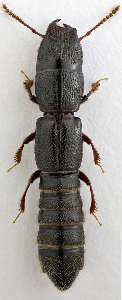 Osorius taurus