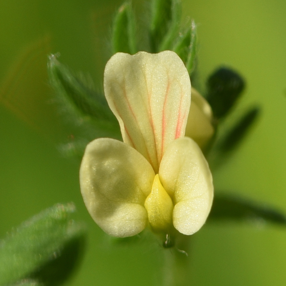 Ornithopus × martinii