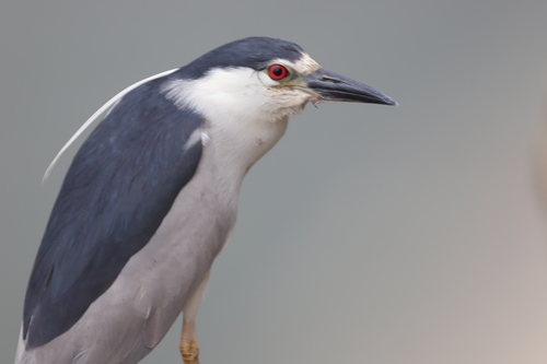 Black-crowned Night Heron photographed in New York
