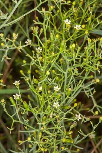 Branched bastard toadflax (Thesium divaricatum)