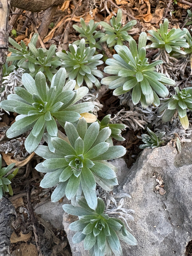 Heliotropium anomalum observed 2026-01-16