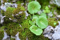 Umbilicus intermedius