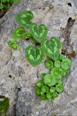 Umbilicus intermedius