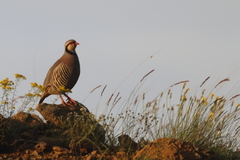 Rock Partridge photo 4
