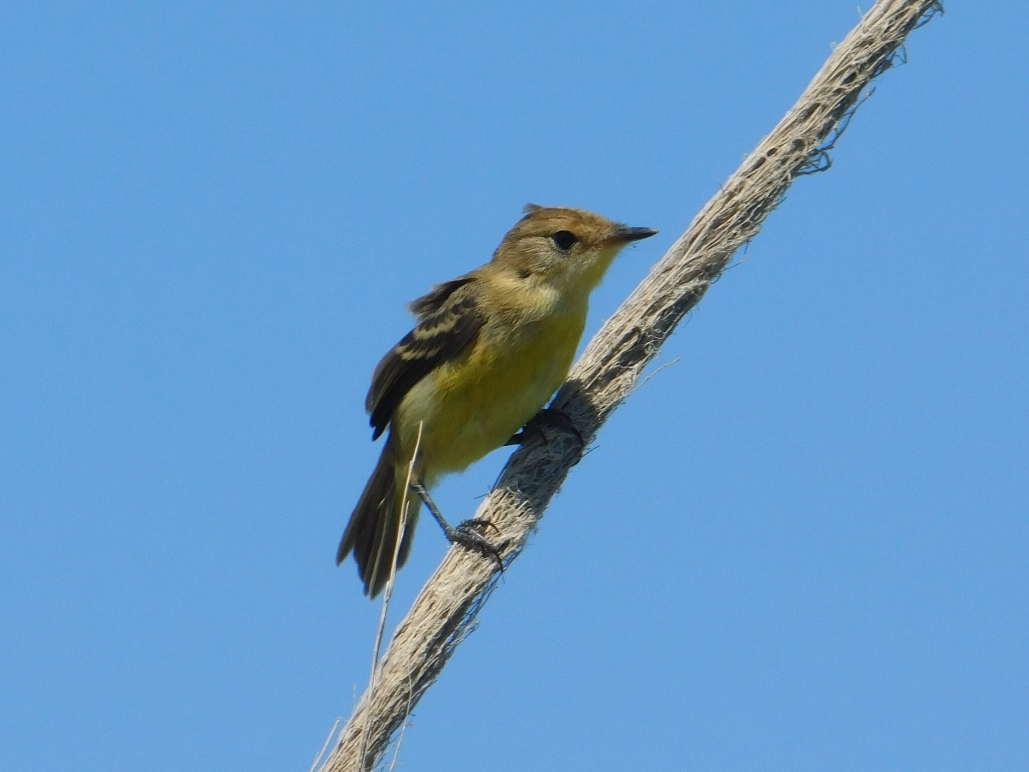 Warbling Doradito (Pseudocolopteryx flaviventris), photo 10